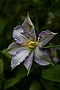 Clematis Thyrislund IMG_4755 Powojnik